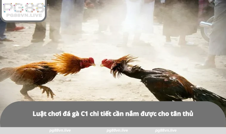 Đá Gà C1 - Sân Đấu Của Những Chiến Kê Huyền Thoại Tại PG88 1 Luật chơi đá gà C1 chi tiết cần nắm được cho tân thủ