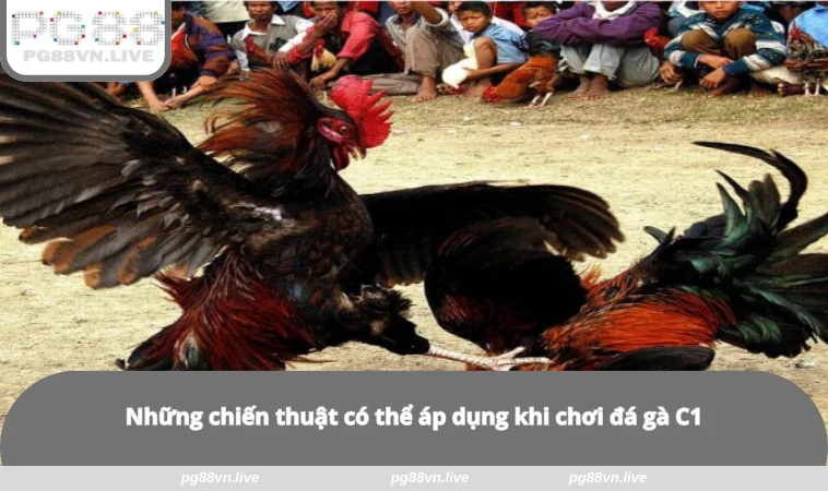 Đá Gà C1 - Sân Đấu Của Những Chiến Kê Huyền Thoại Tại PG88 3 Những chiến thuật có thể áp dụng khi chơi đá gà C1